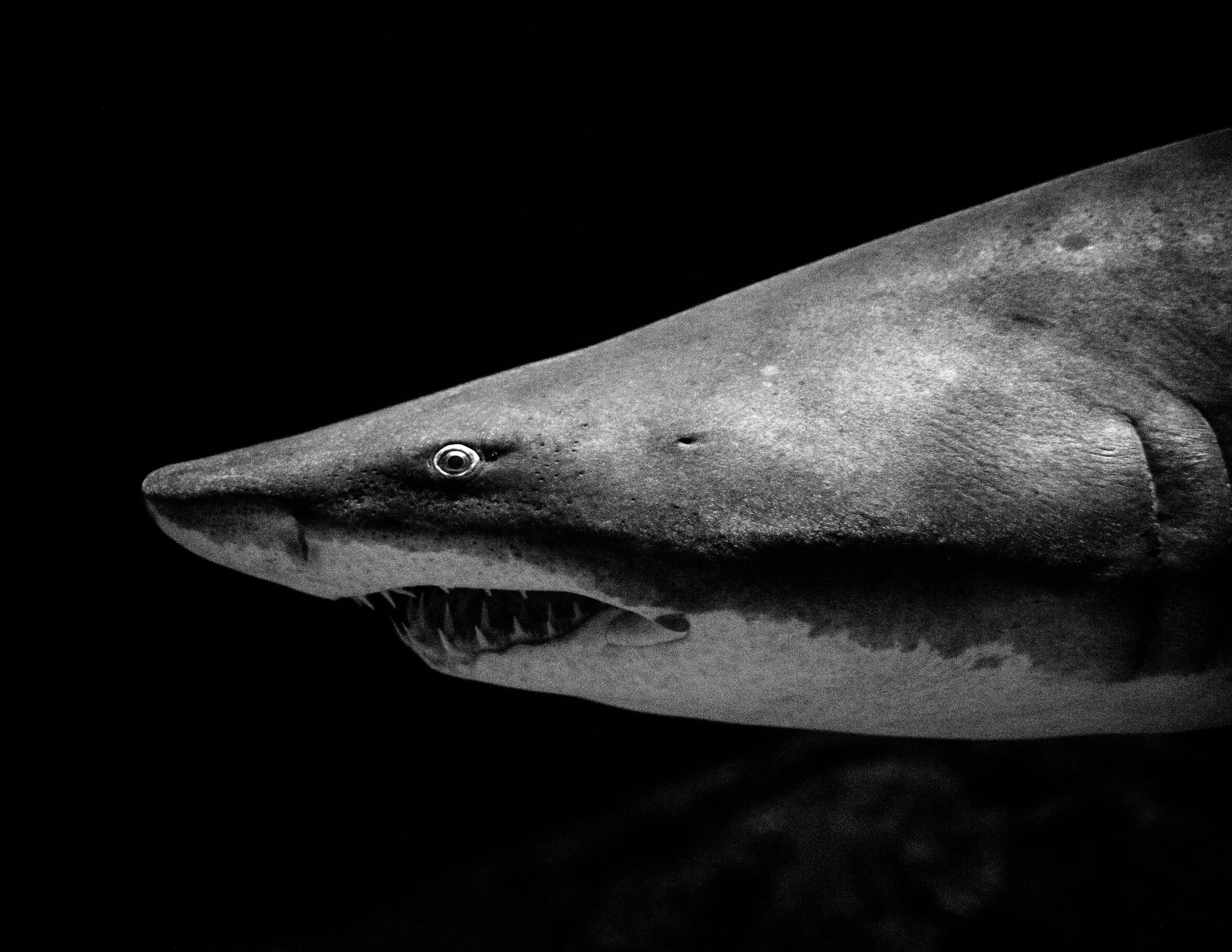 sherk-1.jpg
