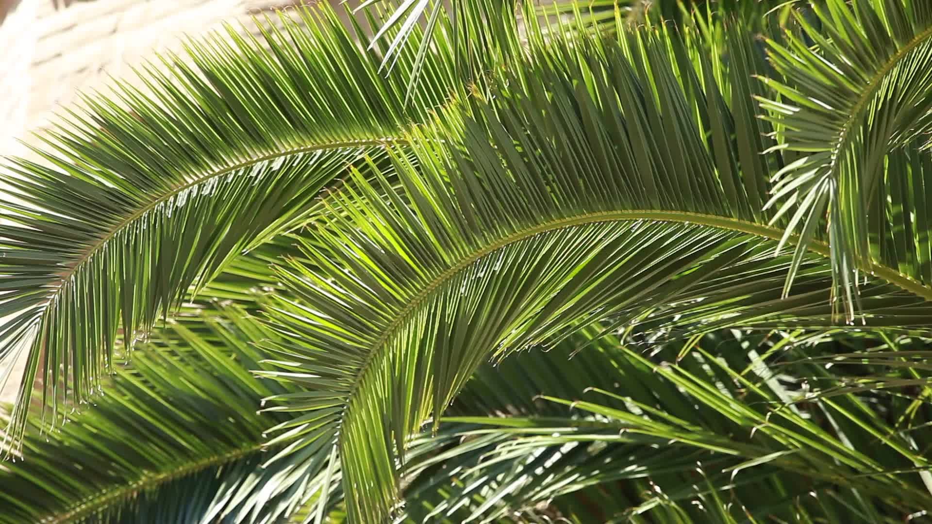palm2.jpeg