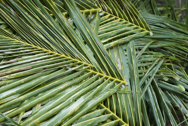 palm_leaves.jpg