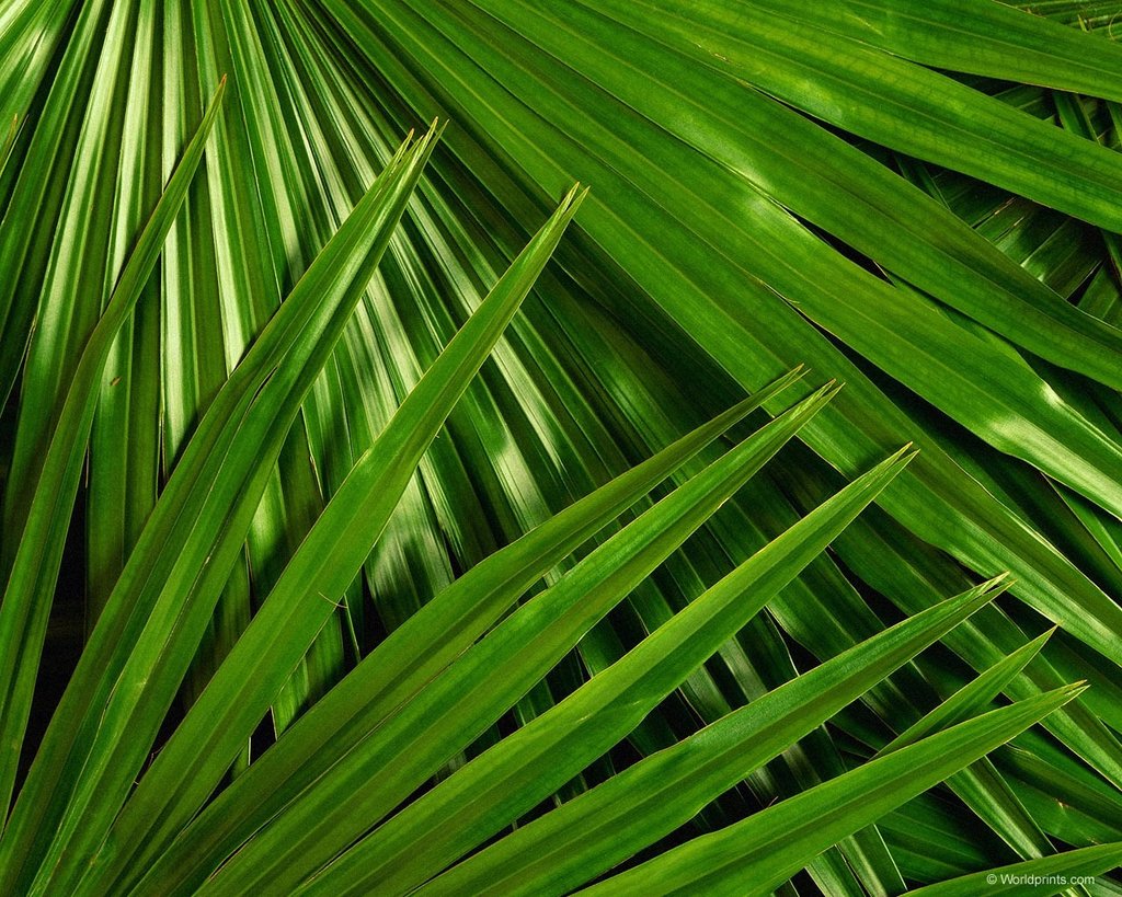 palm.jpg