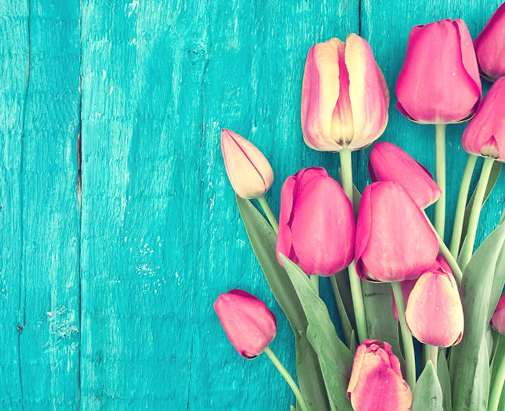 tulips-may-flowers-quiz-main.jpg