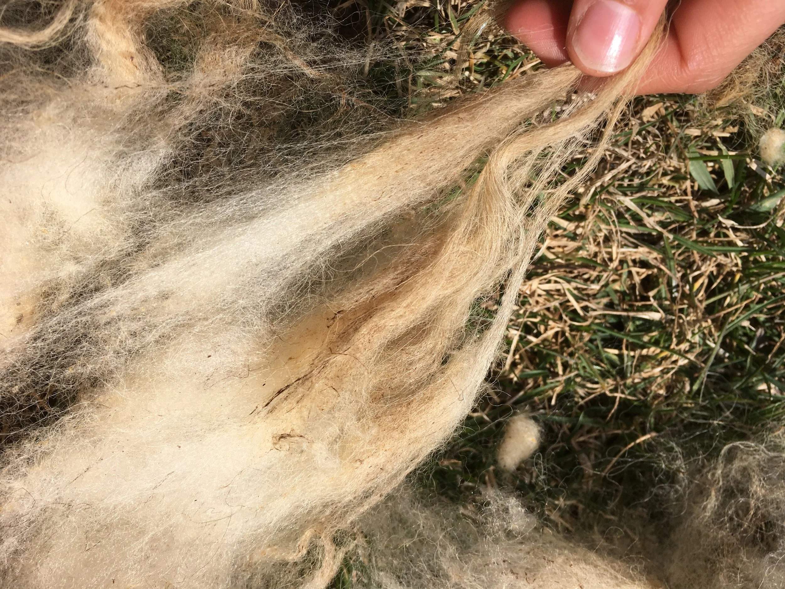 How to skirt and Clean a Fleece
