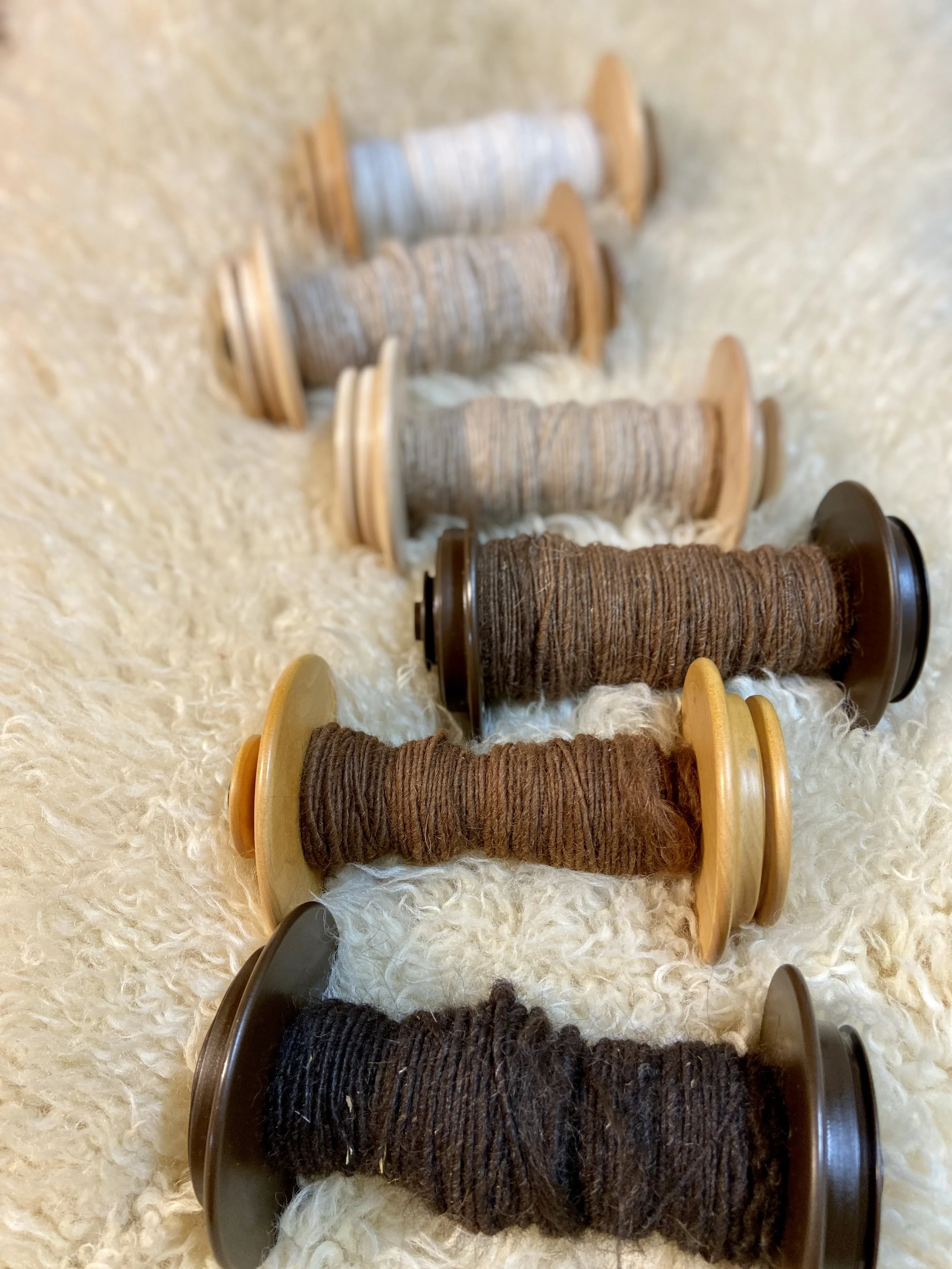 bobbins of yarn arranged in a gradient of natural colored alpaca fiber