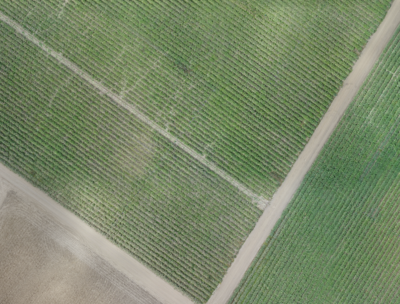 Pre-Harvest imagery.