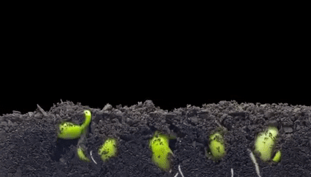 growing plant.gif