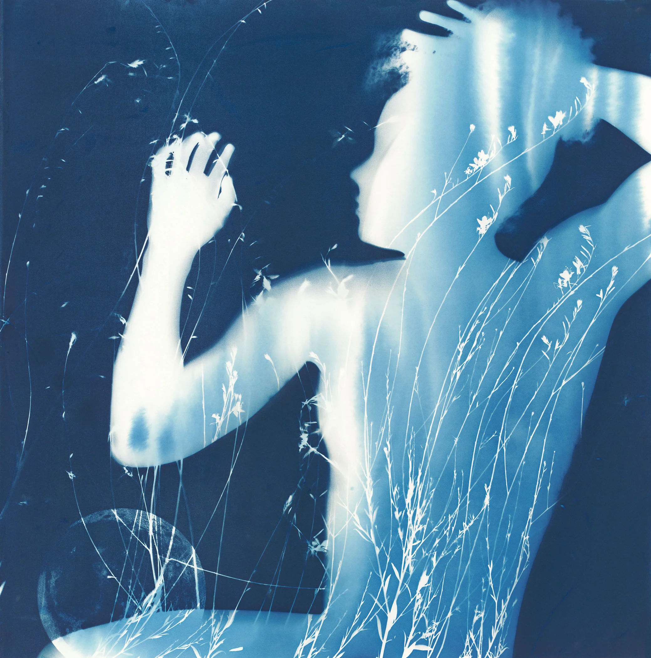 Summer Dreaming | 29.5 x 29.5 | original cyanotype