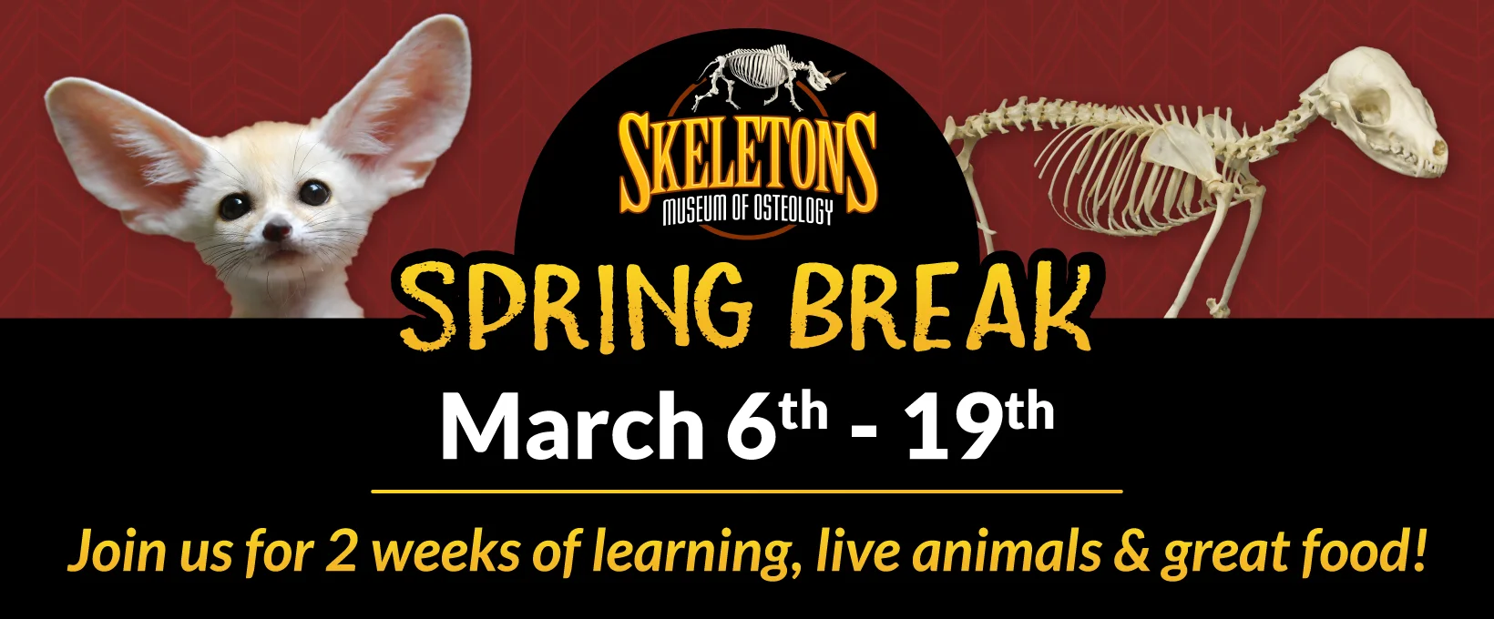 SpringBreakSkulls_FBCover.jpg