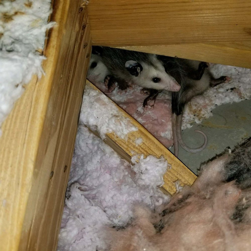 Animals in the Attic - Humane Removal of Wildlife in the Attic of your House