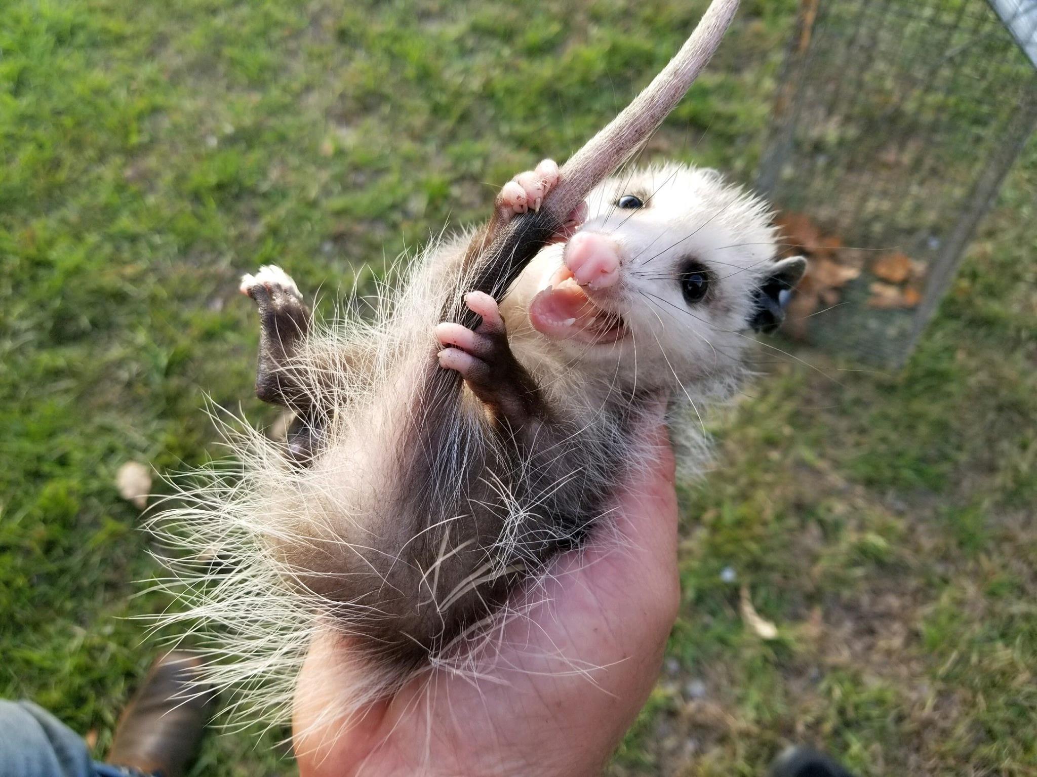 Possums Get Rabies Can My Dog Get Rabies From A Possum