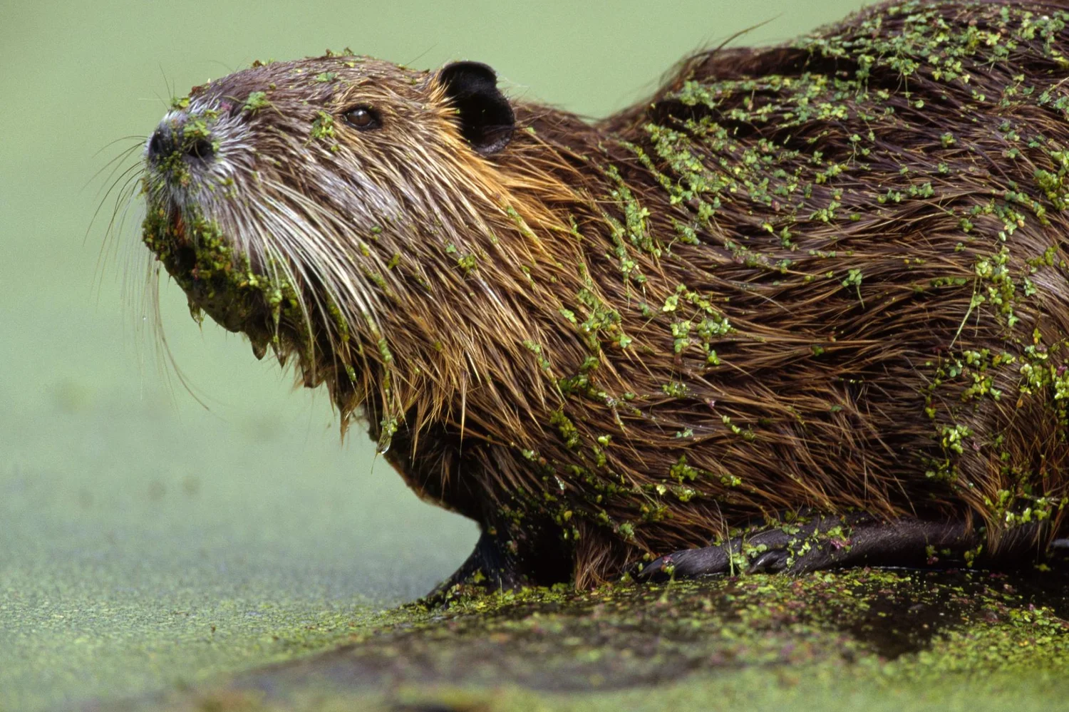 Nutria Giant Swamp Rats On The Rise In Stockton The Bruin Voice