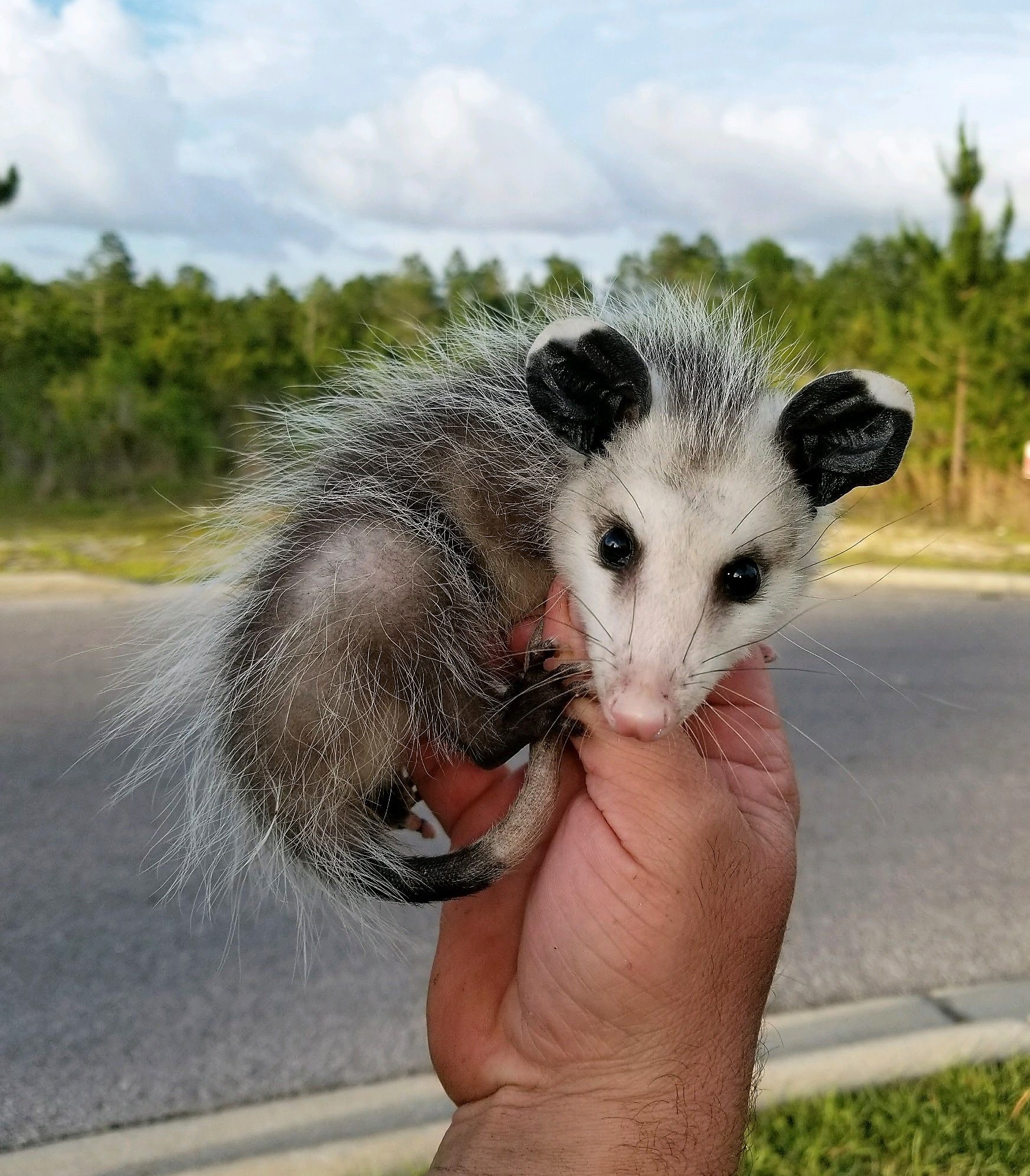 Opossums — Coastal Wildlife Removal