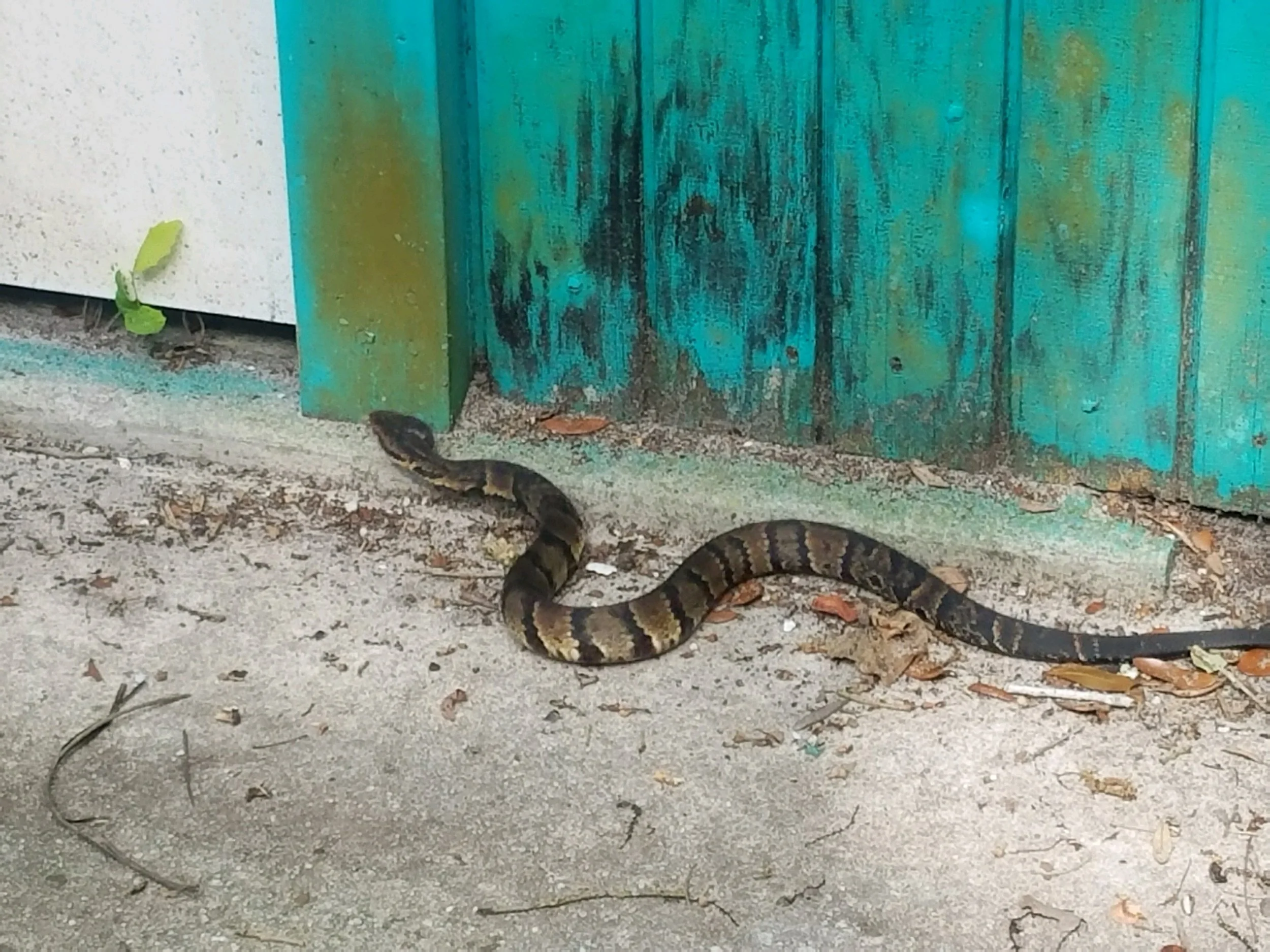 Snake.jpeg