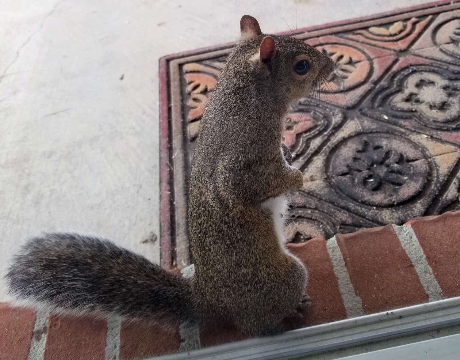 How To Get Rid Of Squirrels - Do-It-Yourself Pest Control