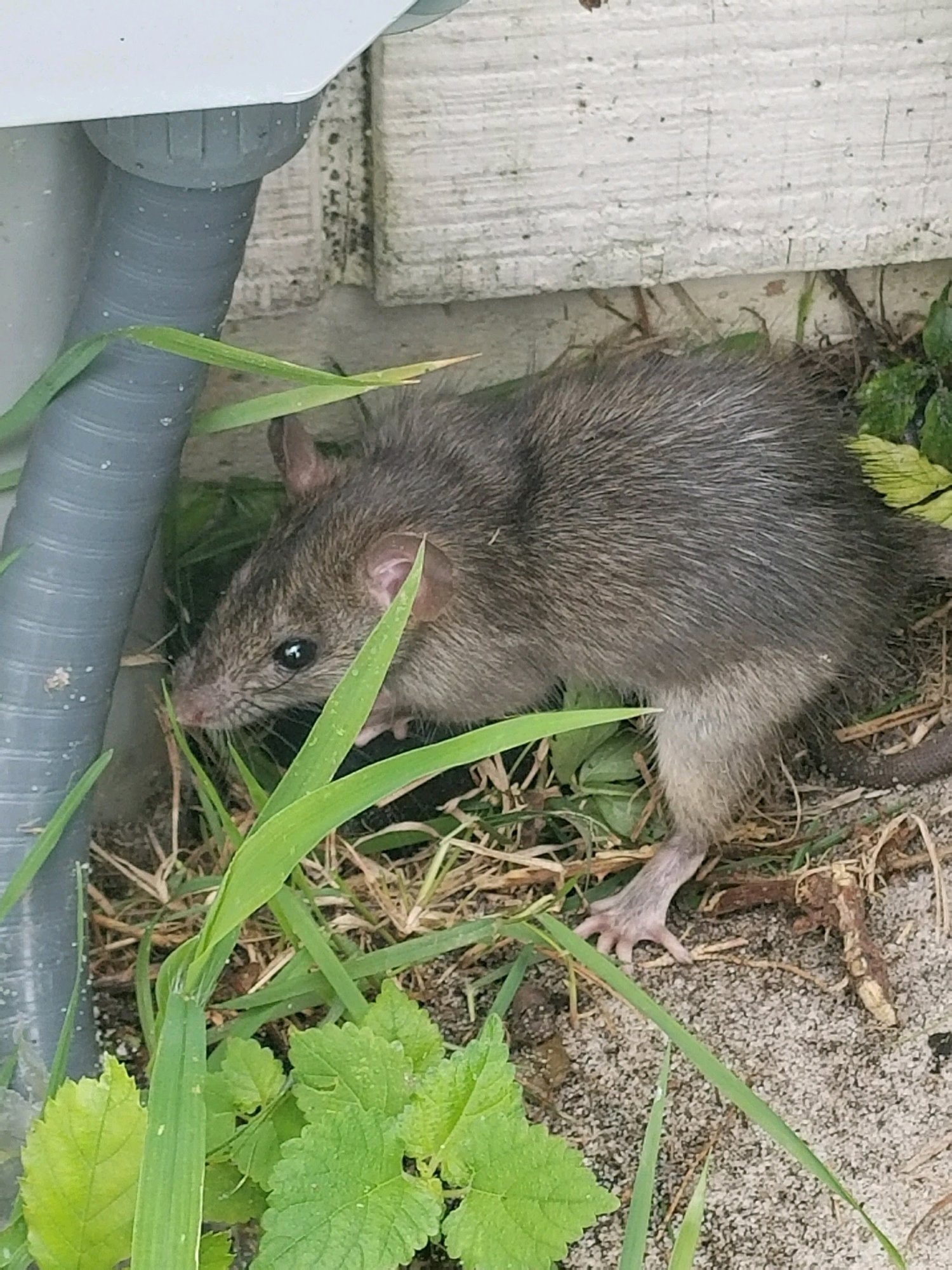 Rats & Mice — Coastal Wildlife Removal