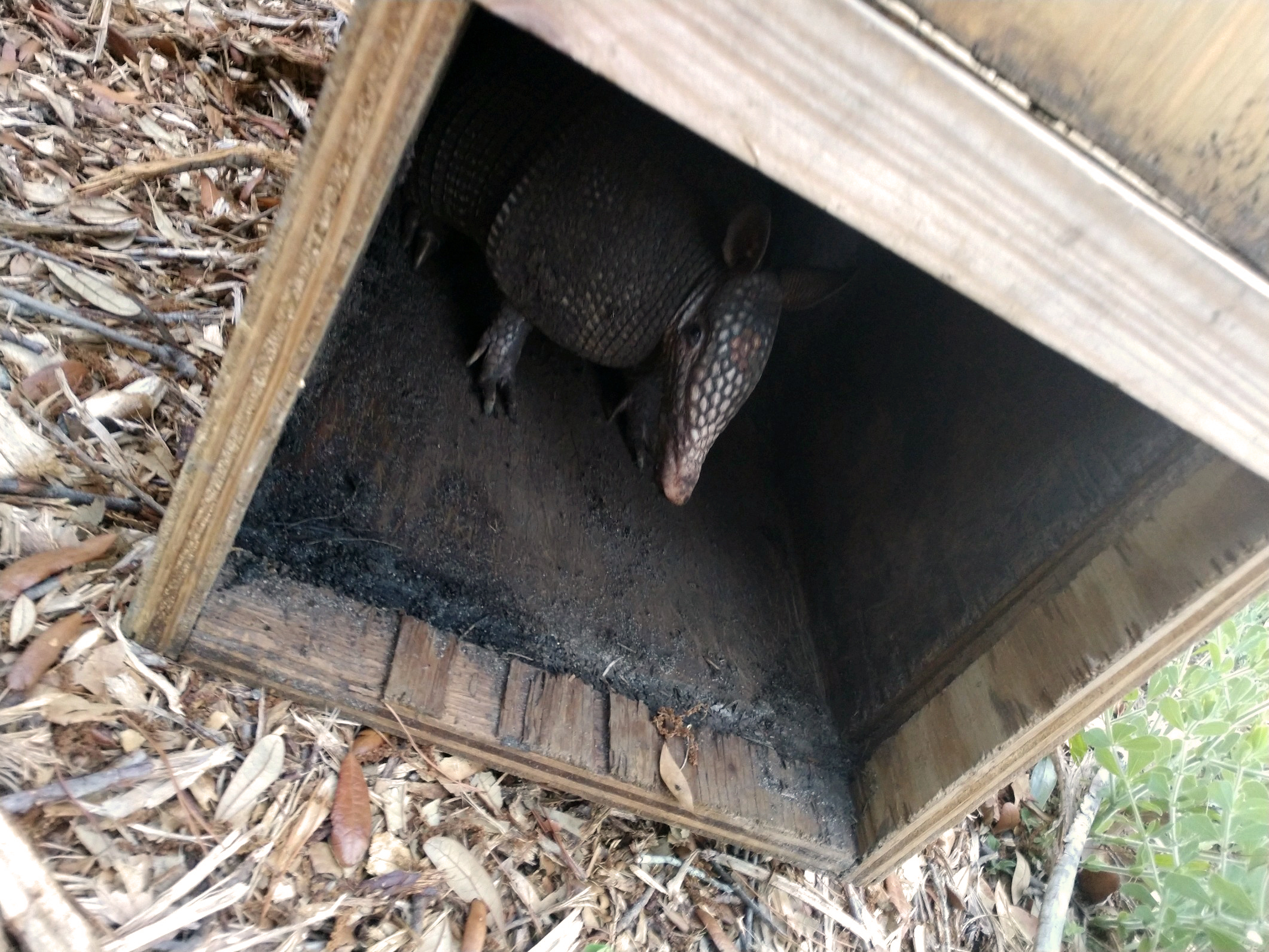Armadillos Coastal Wildlife Removal