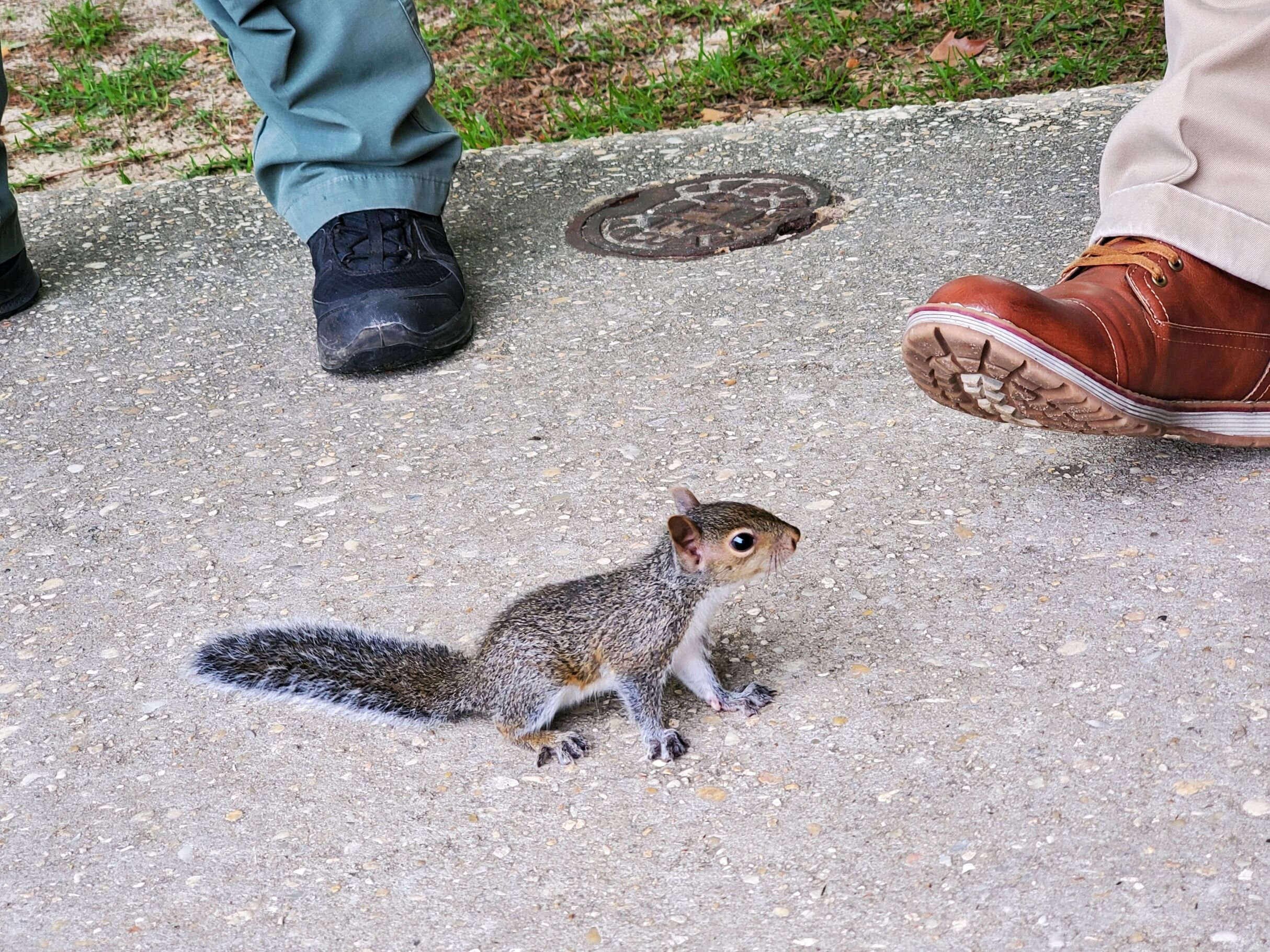 Squirrel Removal Coastal Wildlife Removal