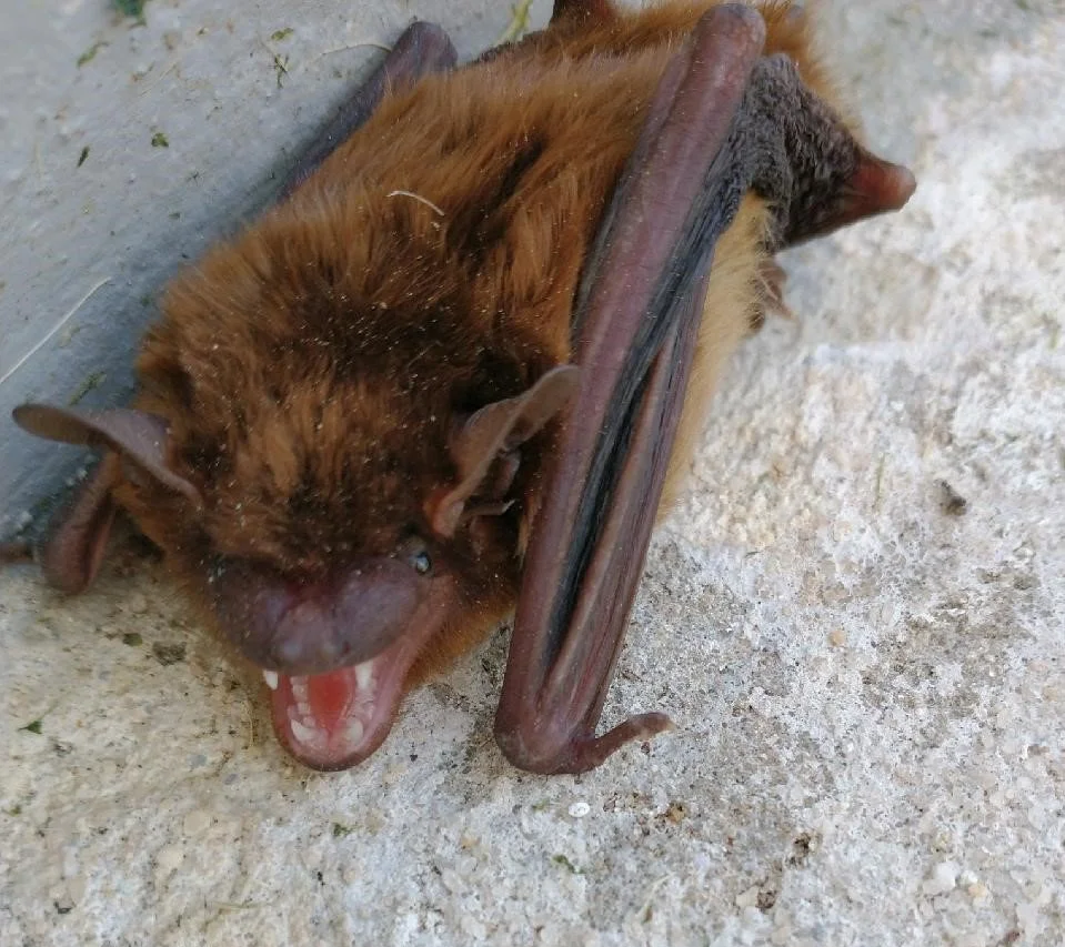 Bats in your Fort Walton Beach attic?  Time to call Coastal Wildlife Removal!