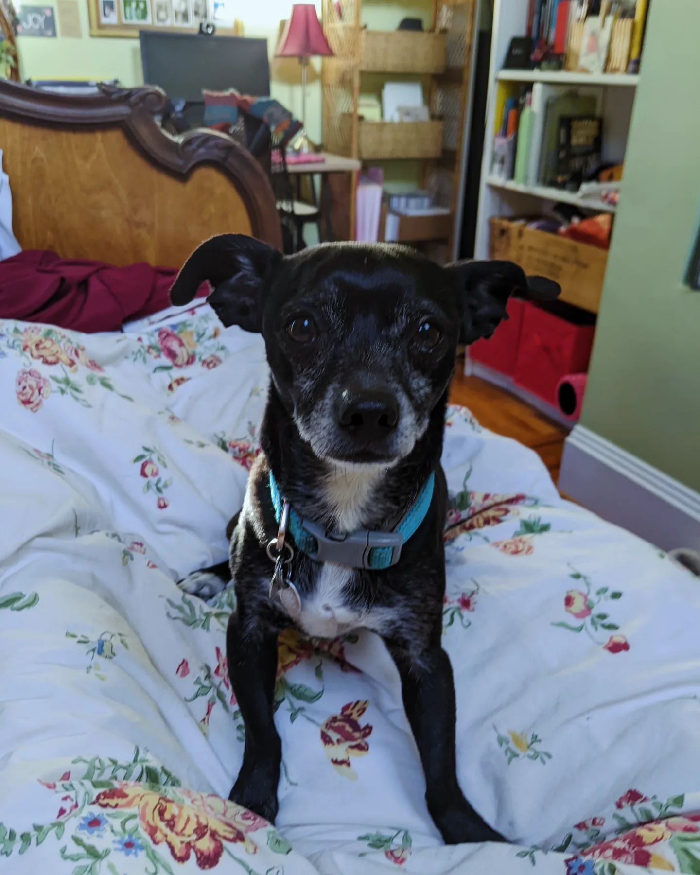 Kiko has been at my side since I started getting sick almost a week ago. These past few days, waking up from fever drenched sleep, I've found him looking at me like this, or curled against my legs.

 It always amazes me how dogs know when we are not 