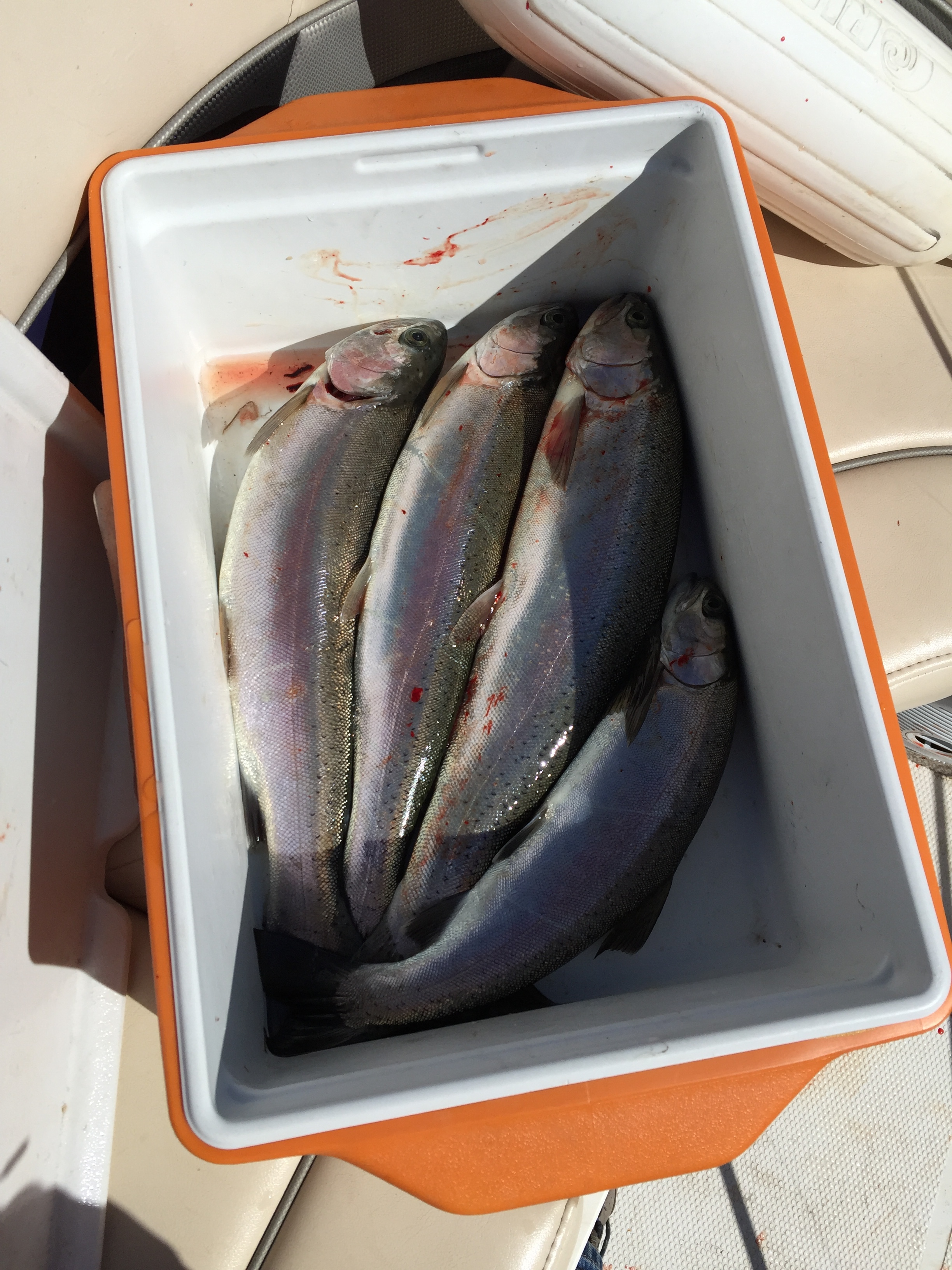 Fish.JPG