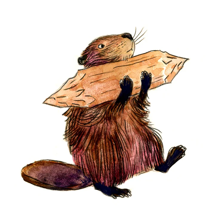 beaver illustration