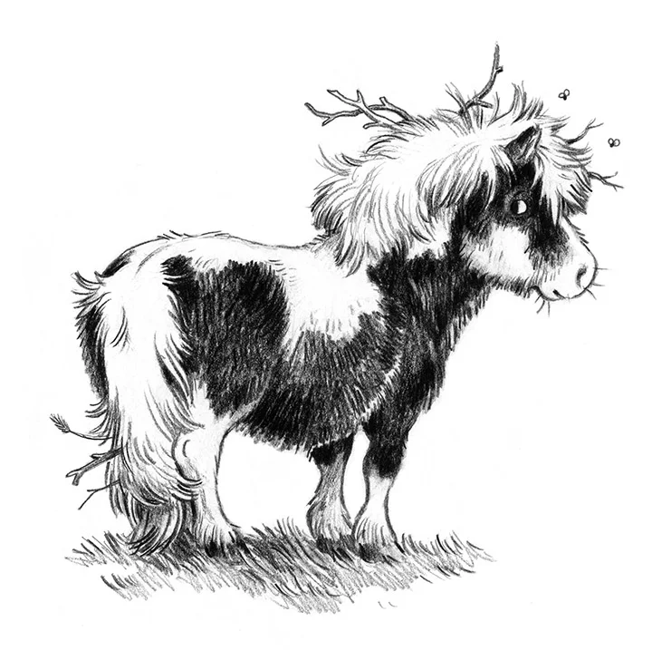 pony illustration