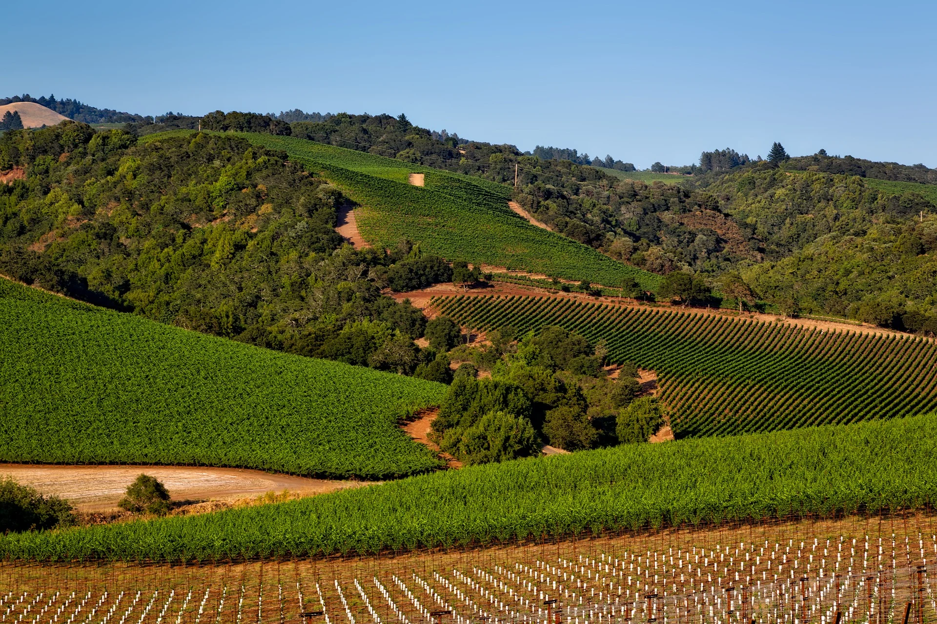 vineyard-1597724_1920.jpg