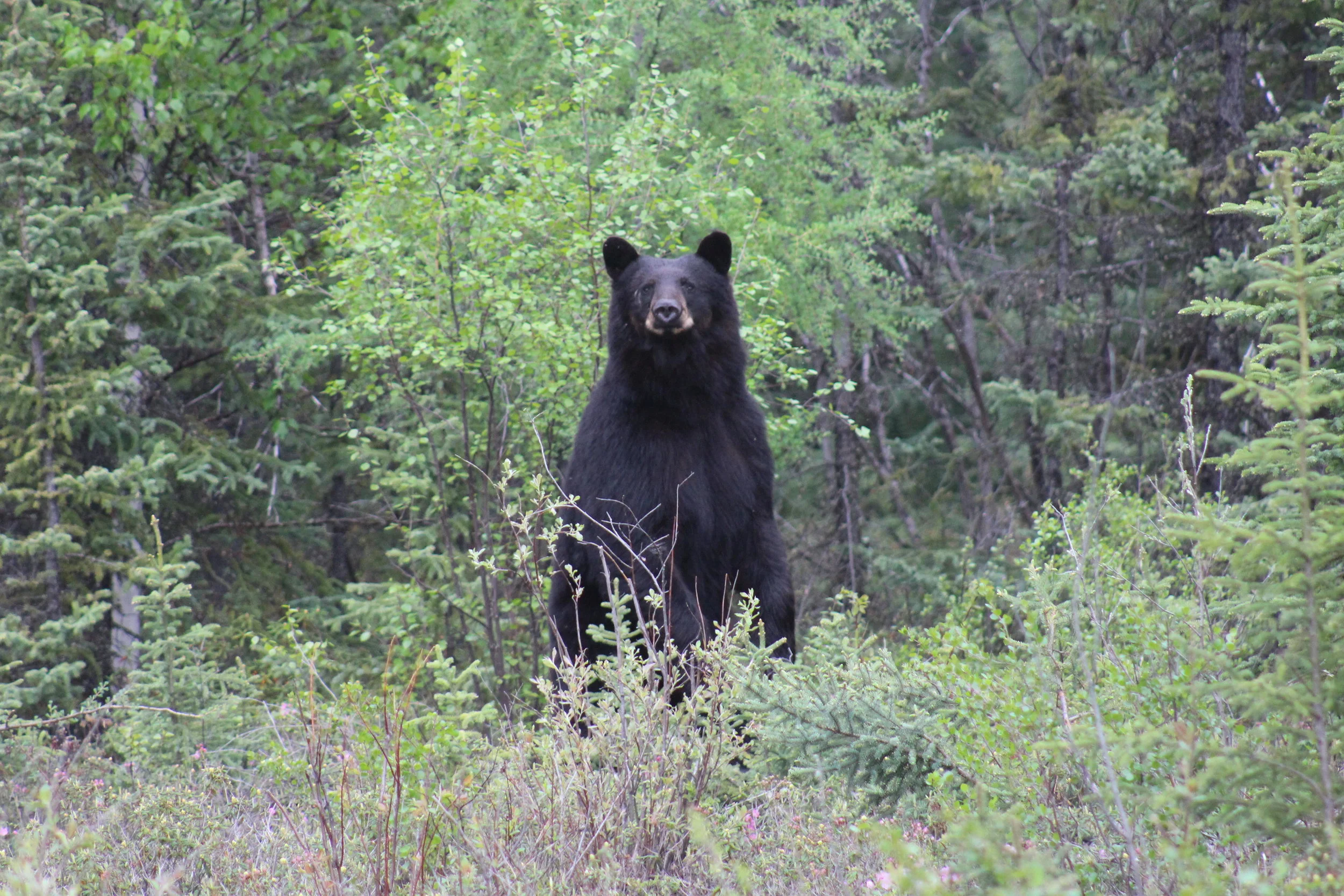 huggins_boar5 copy.JPG