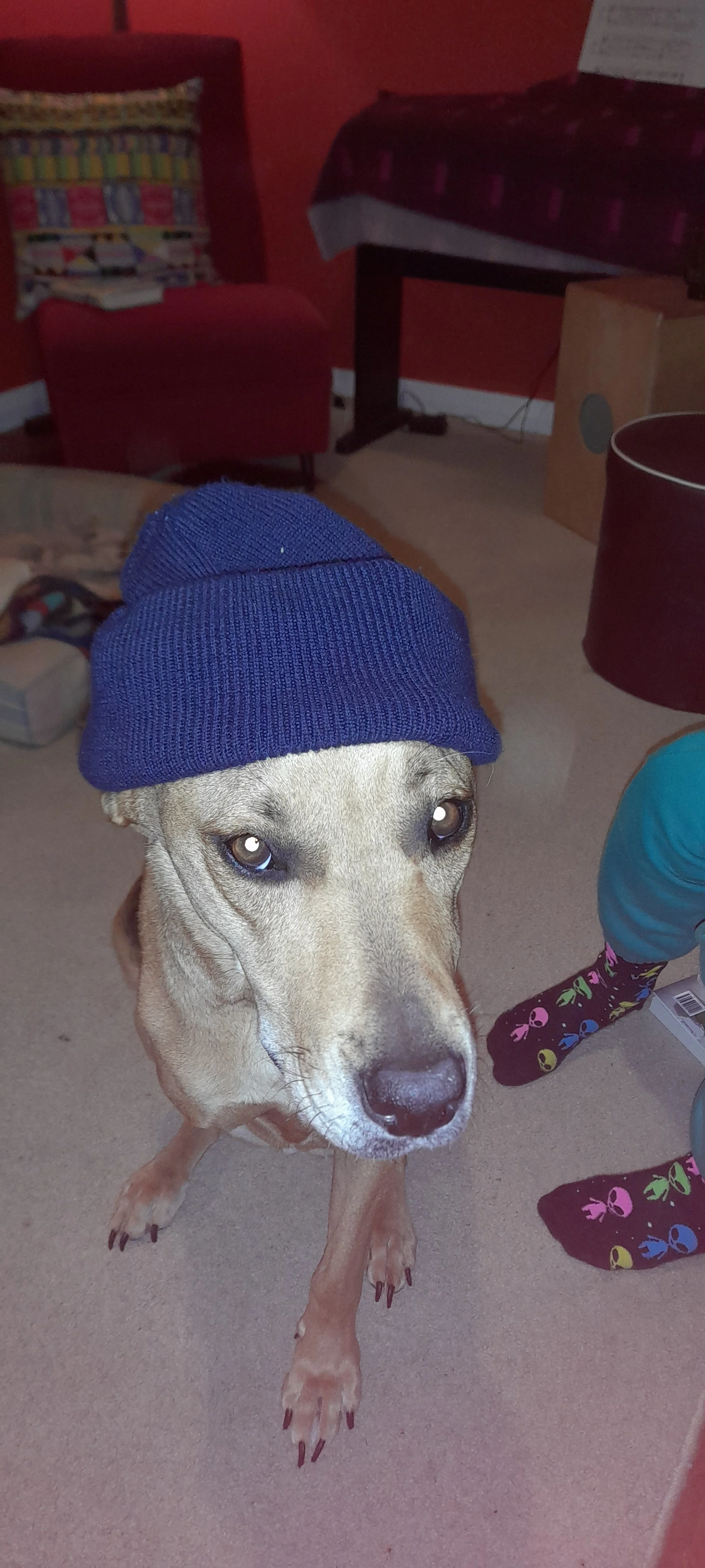 How to be a City Dog