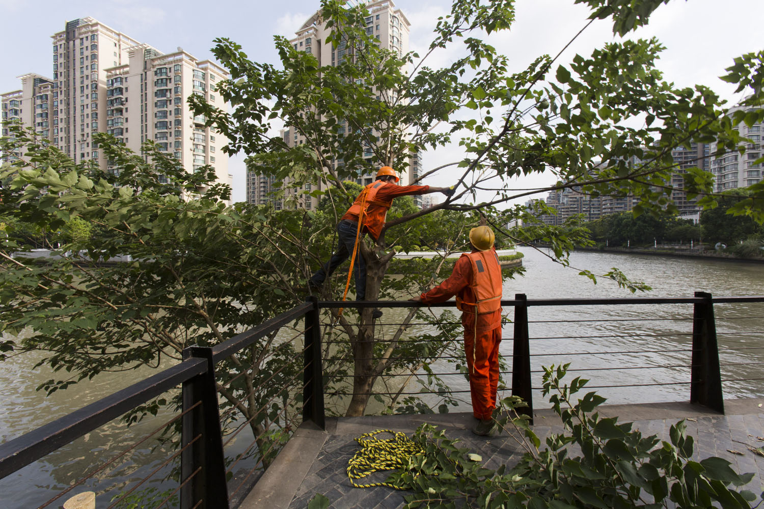 Two men pruning a tree along Suzhou Creek. Shanghai, China. 2016.