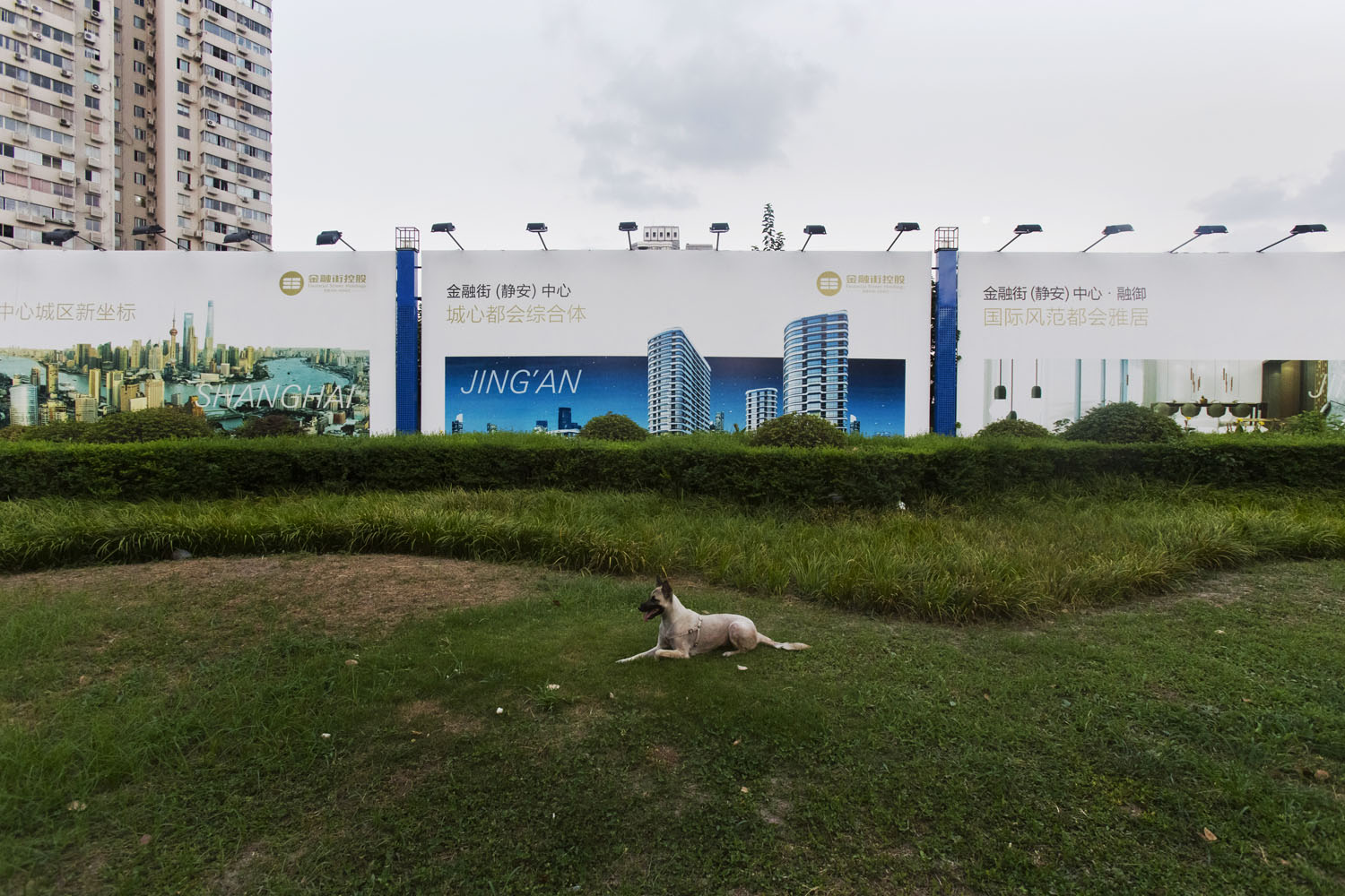 Dog laying in front of a construction wall in Jing'An. Shanghai, China. 2016.