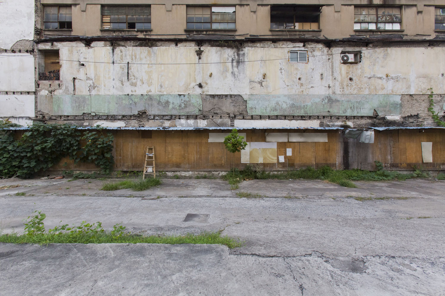 A small tree growing in an unused lot. Shanghai, China. 2016.