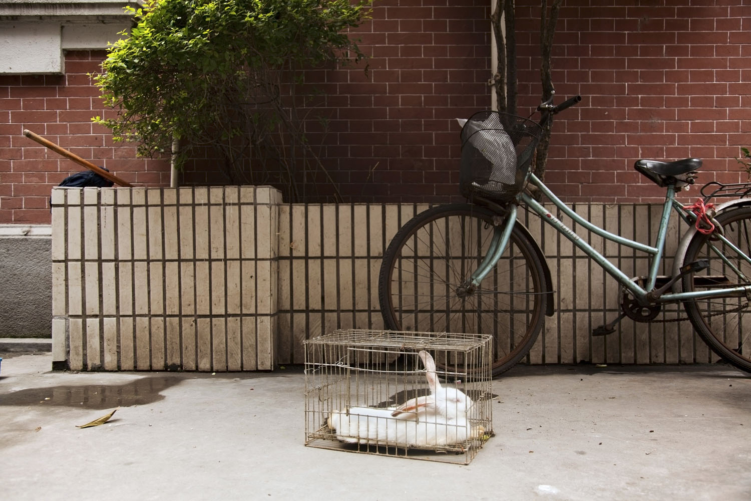 Caged white rabbit. Shanghai, China. 2012.