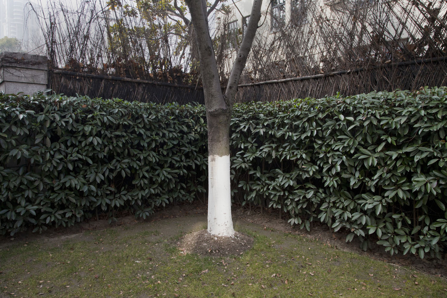 Tree in a luxury neighborhood painted with insect repellent. Shanghai, China. 2014.