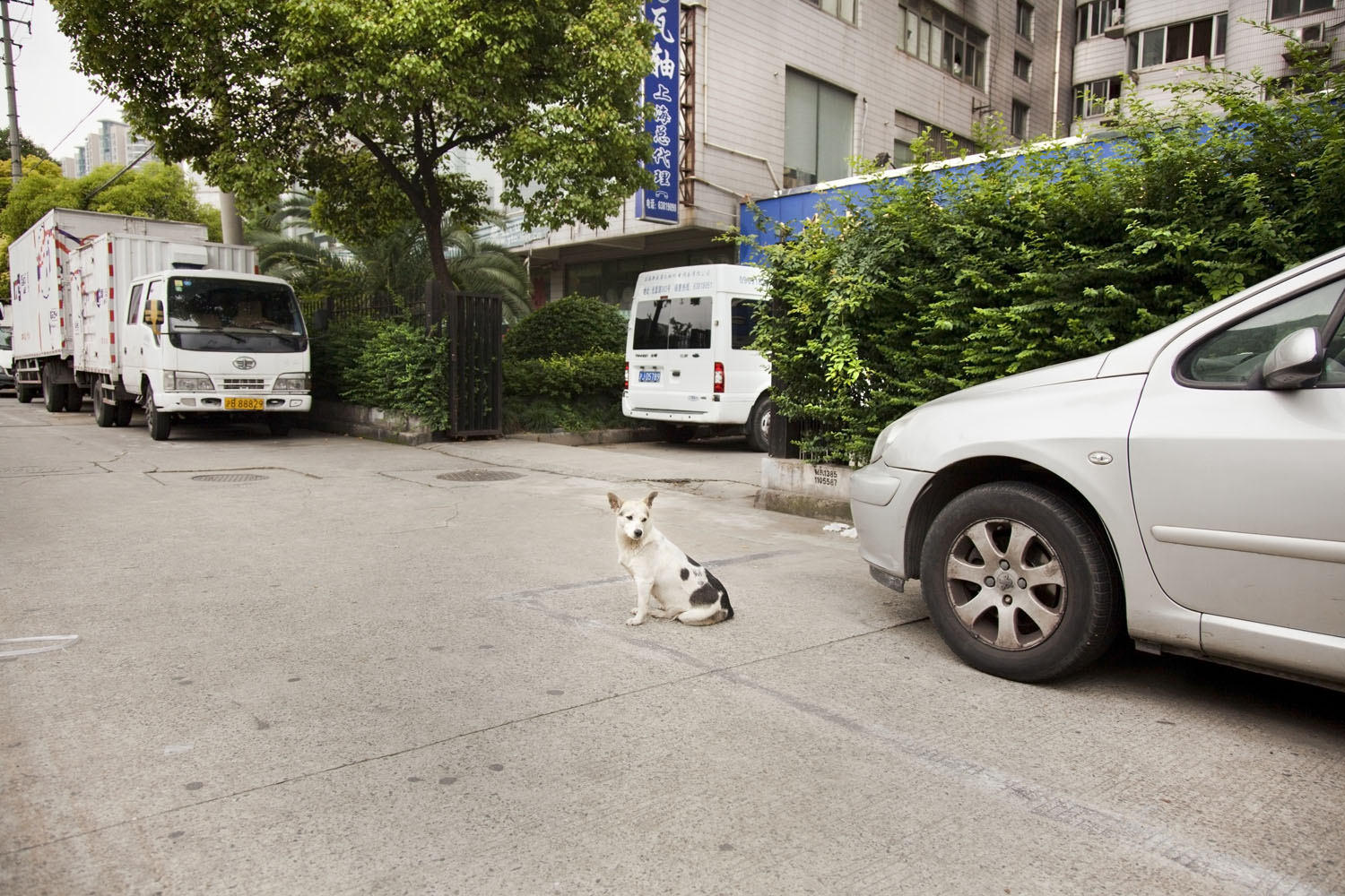 White dog. Shanghai, China. 2012.
