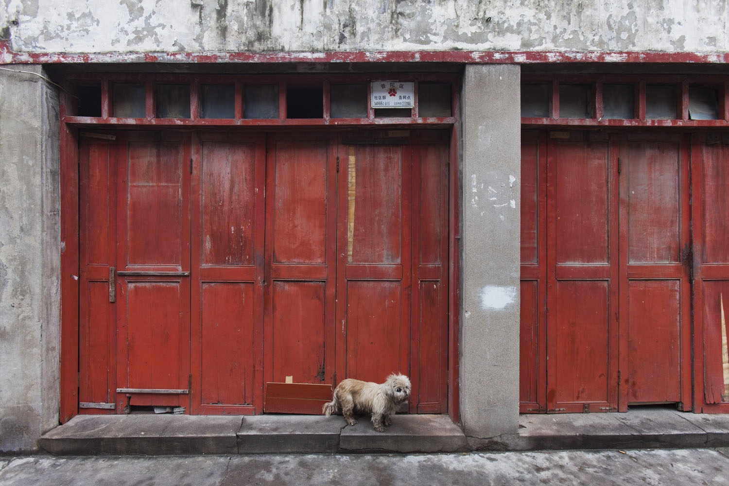 A dog stands outside of a small convenience store. Guangfu Road. Shanghai, China. 2015.