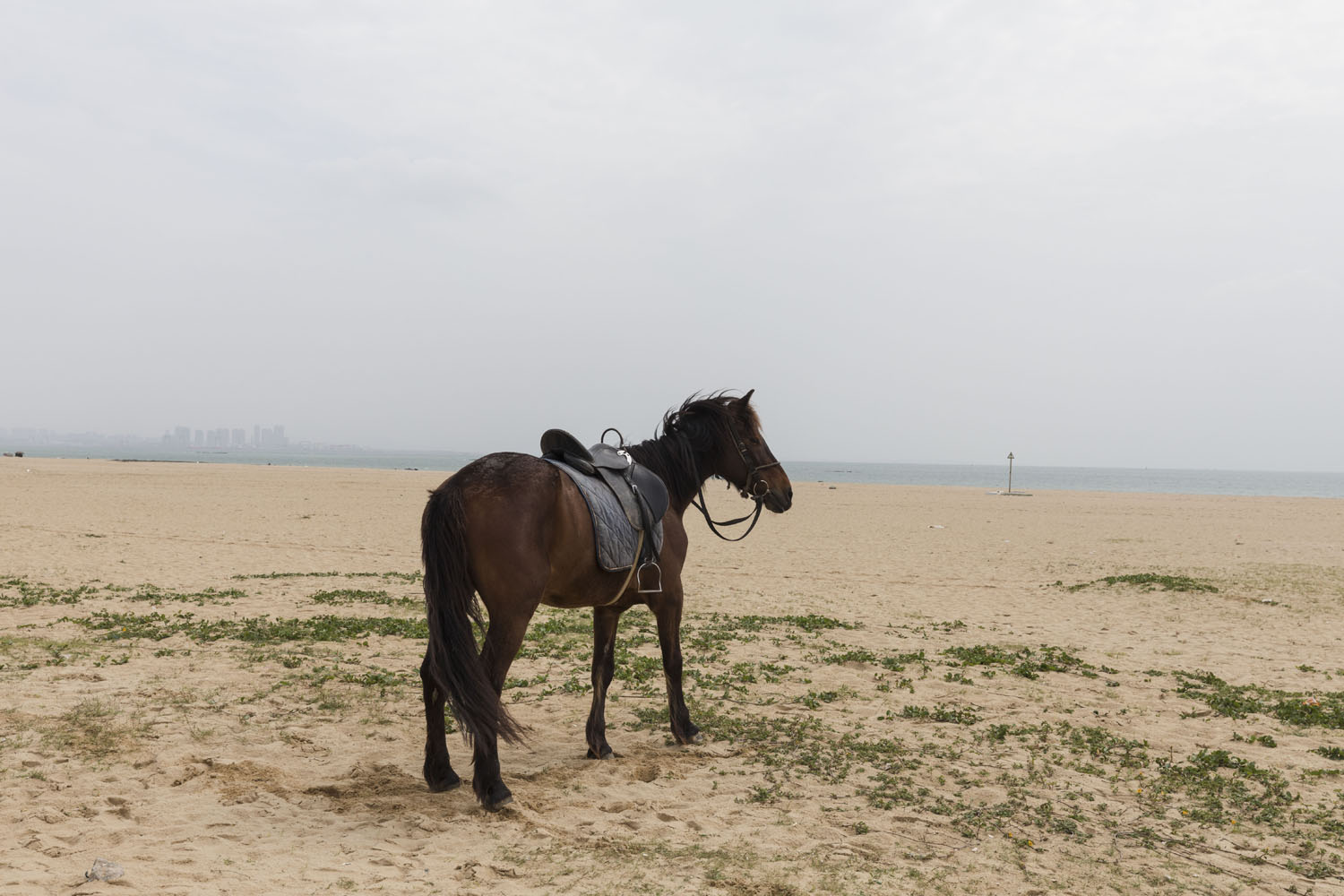 Horse used for wedding photography at Guanyinshan Fantasy Beach. Xiamen, China. 2018.