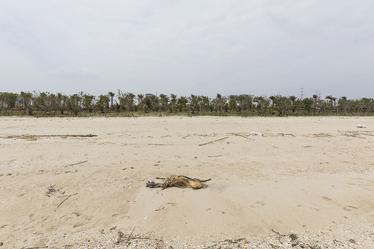 A decomposing animal carcass at Guanyinshan Fantasy Beach. Xiamen, China. 2018.
