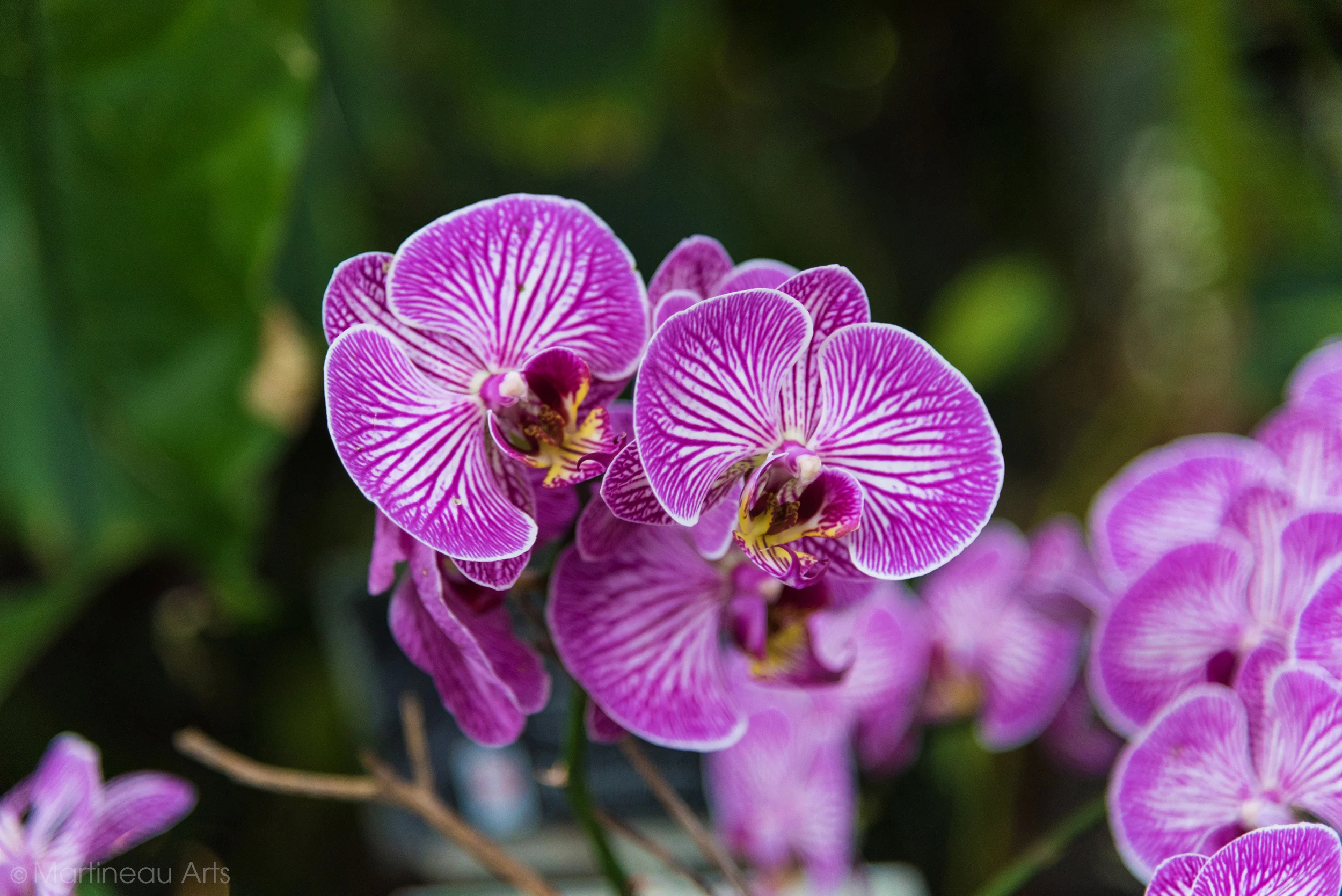 DSC_0939_web.jpg