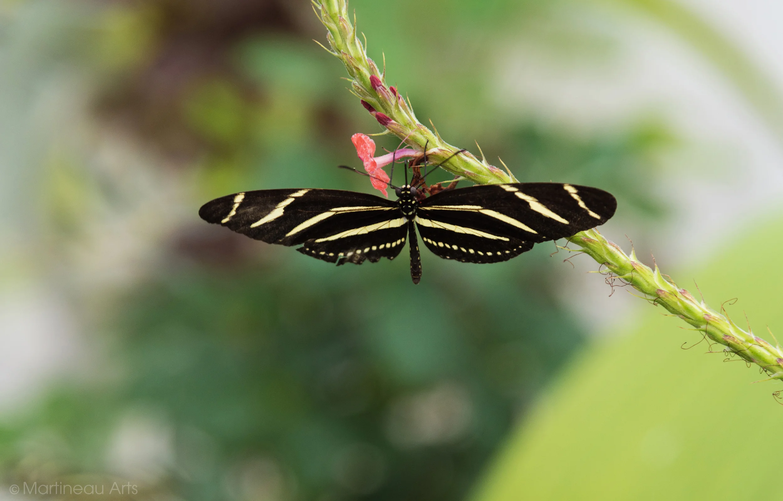 DSC_1036_web.jpg