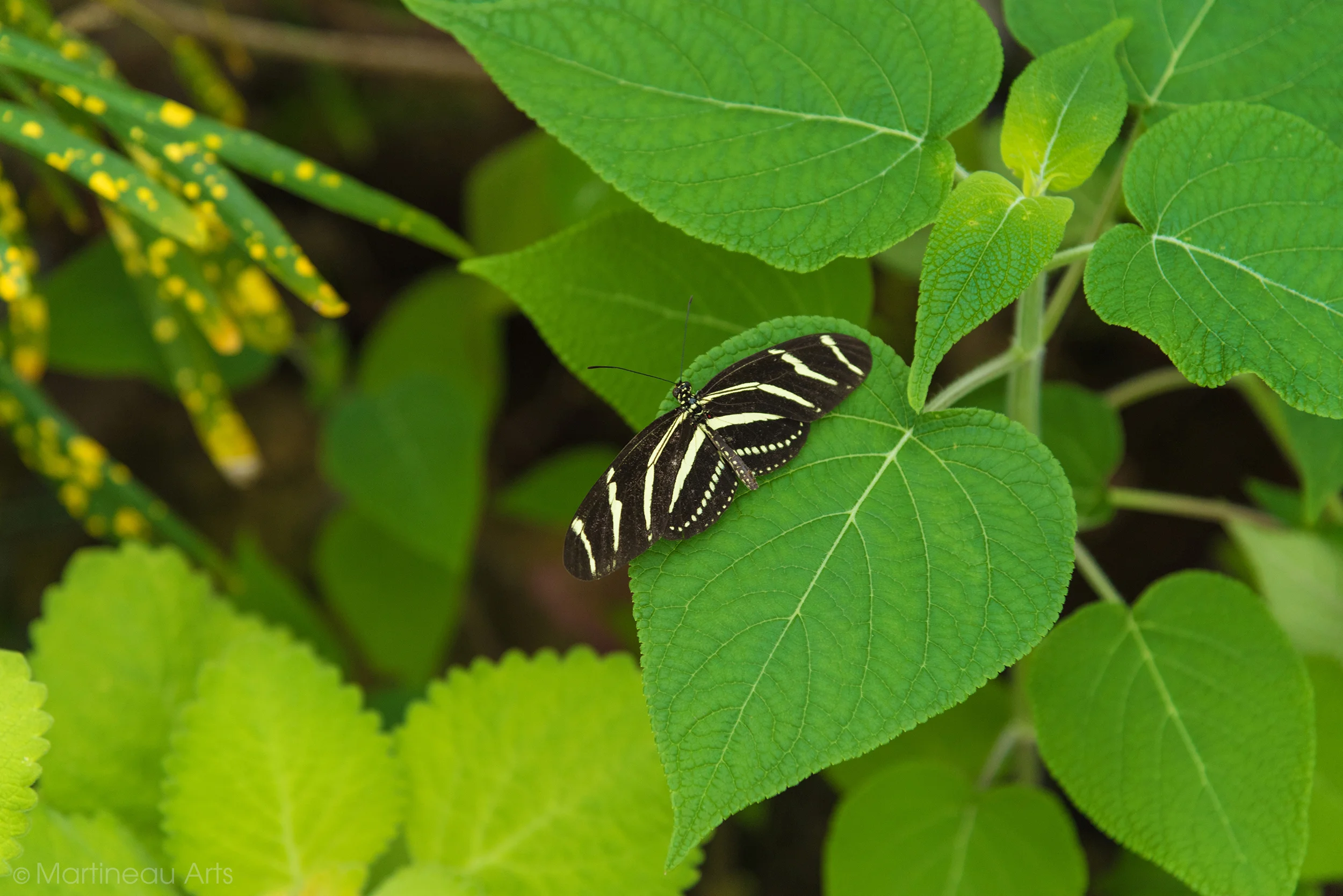 DSC_1038_web.jpg