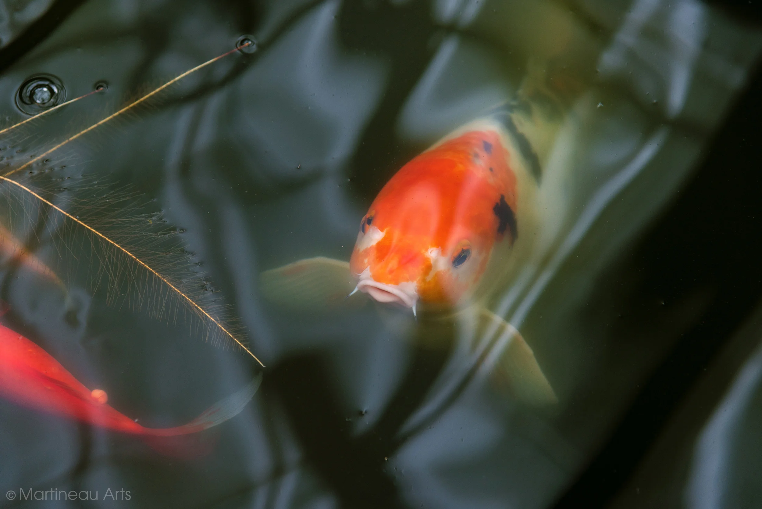 DSC_1043_web.jpg