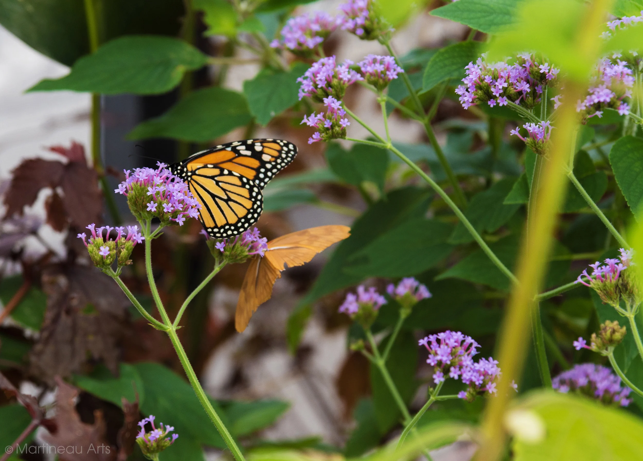 DSC_1047_web.jpg
