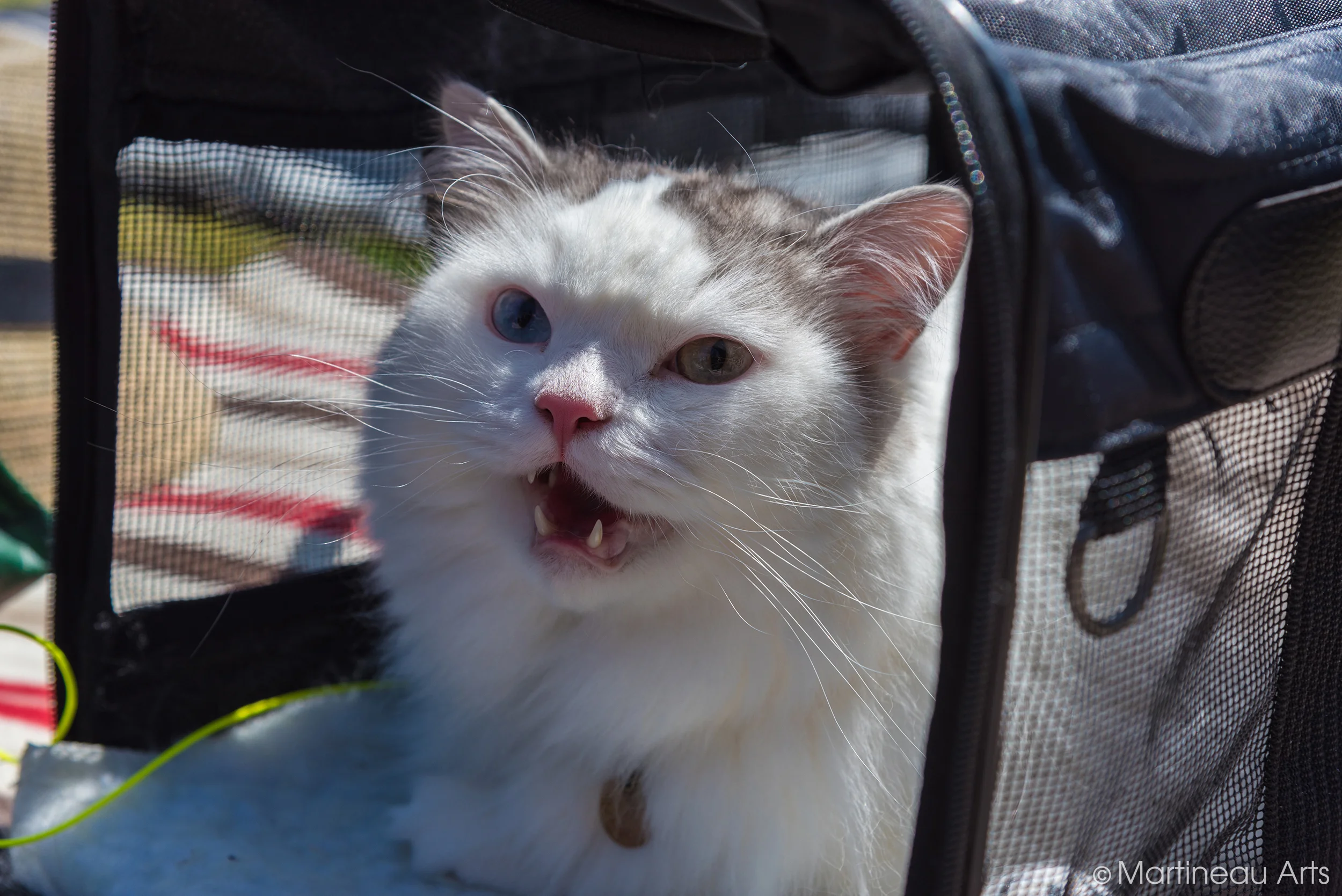 DSC_5339.jpg
