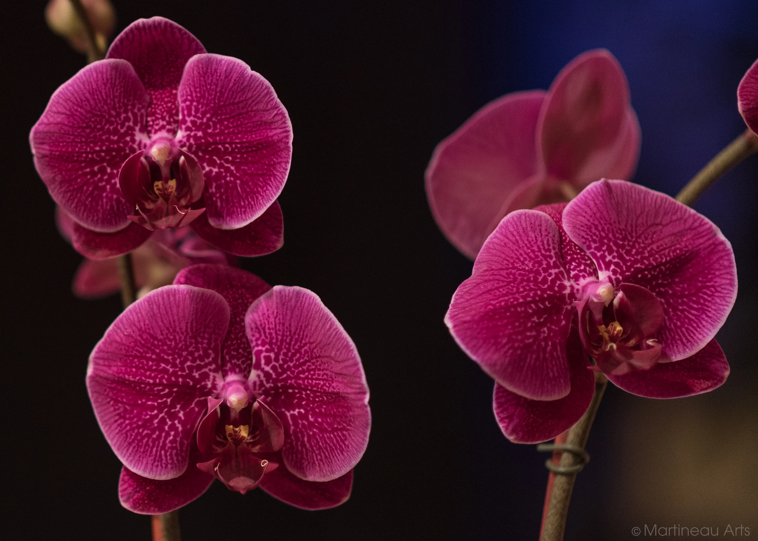 DSC_6893_web.jpg