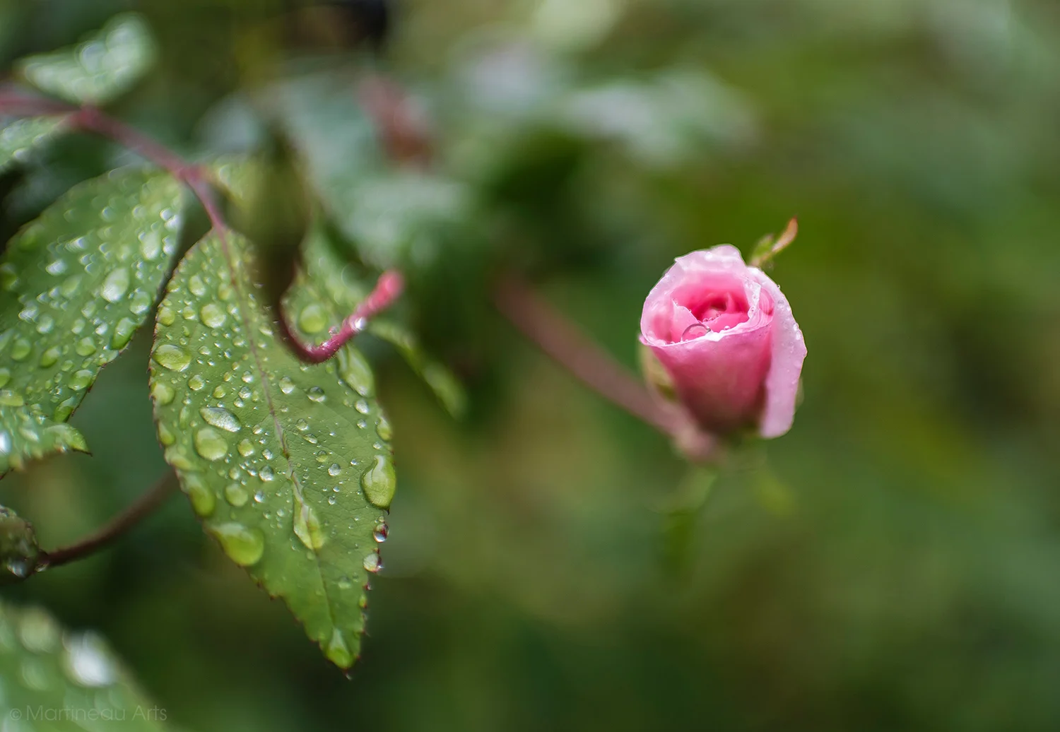 DSC_9278_web.jpg