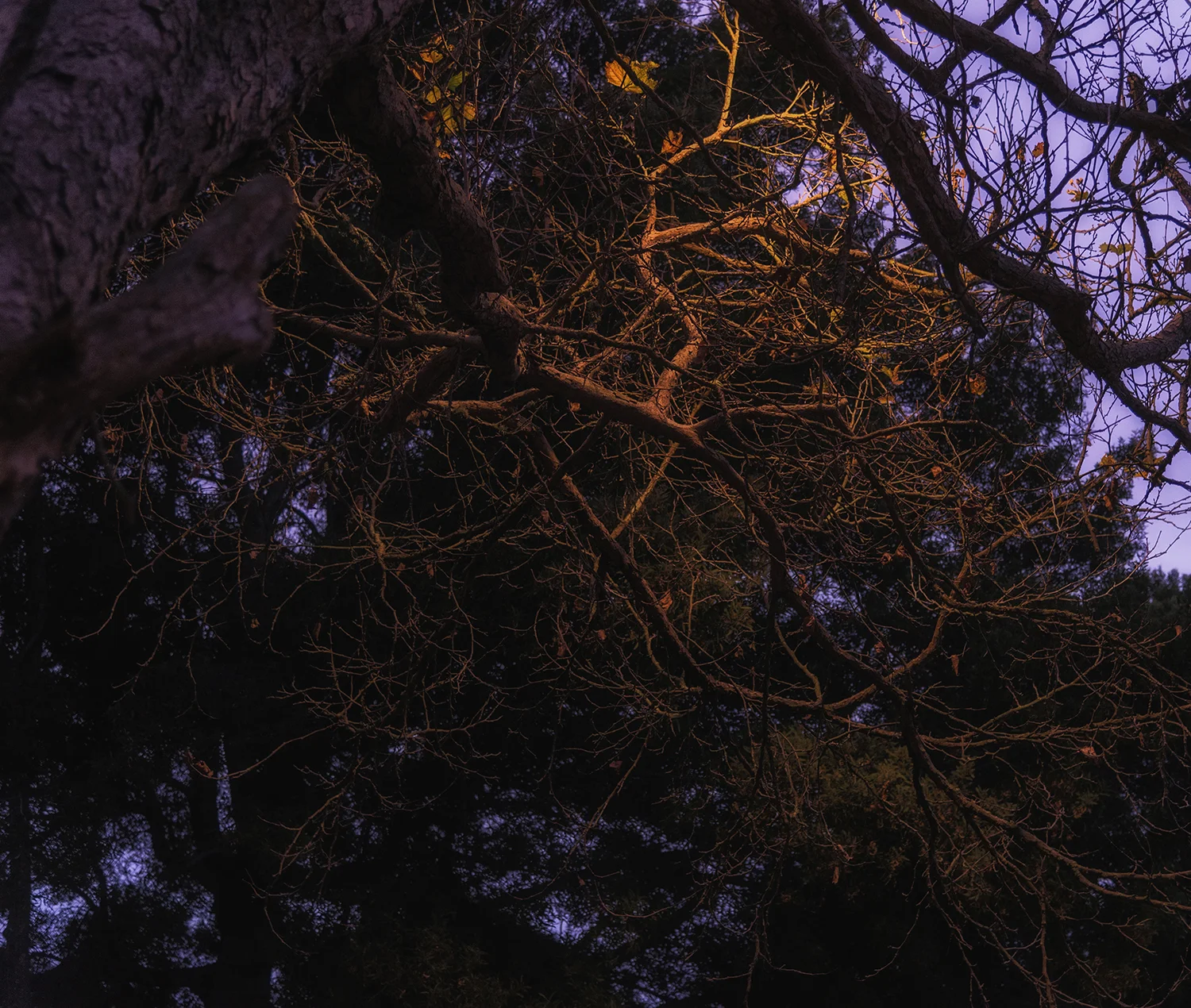 DSC_6887_web.jpg