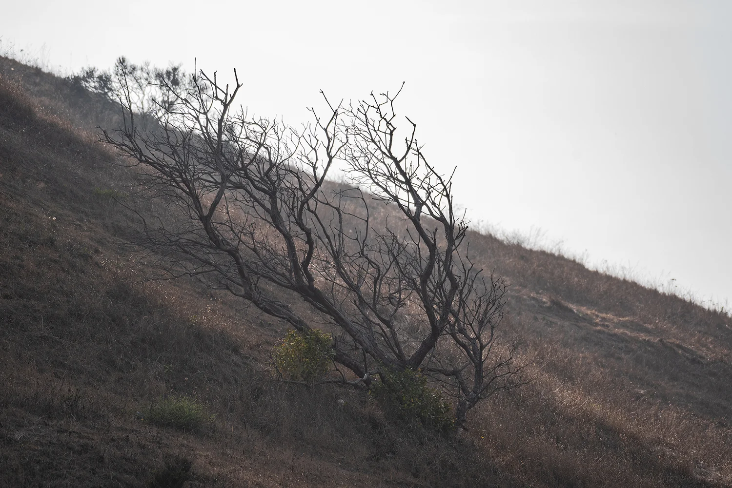 DSC_8278_web.jpg