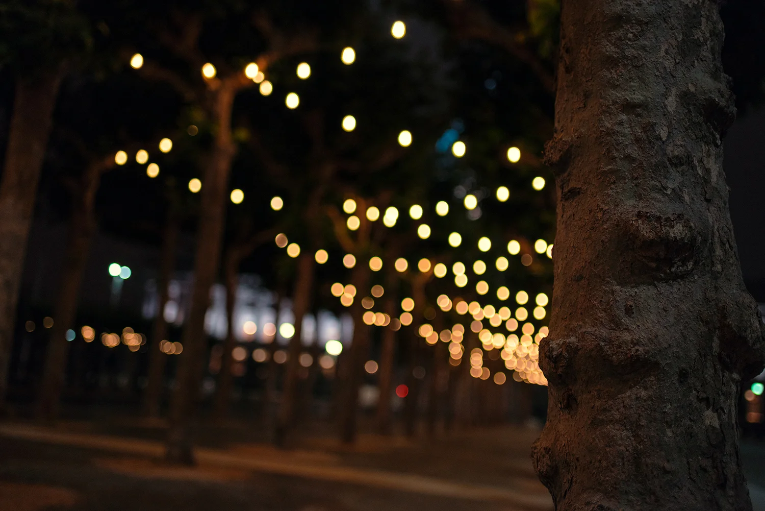 DSC_1308_Web.jpg