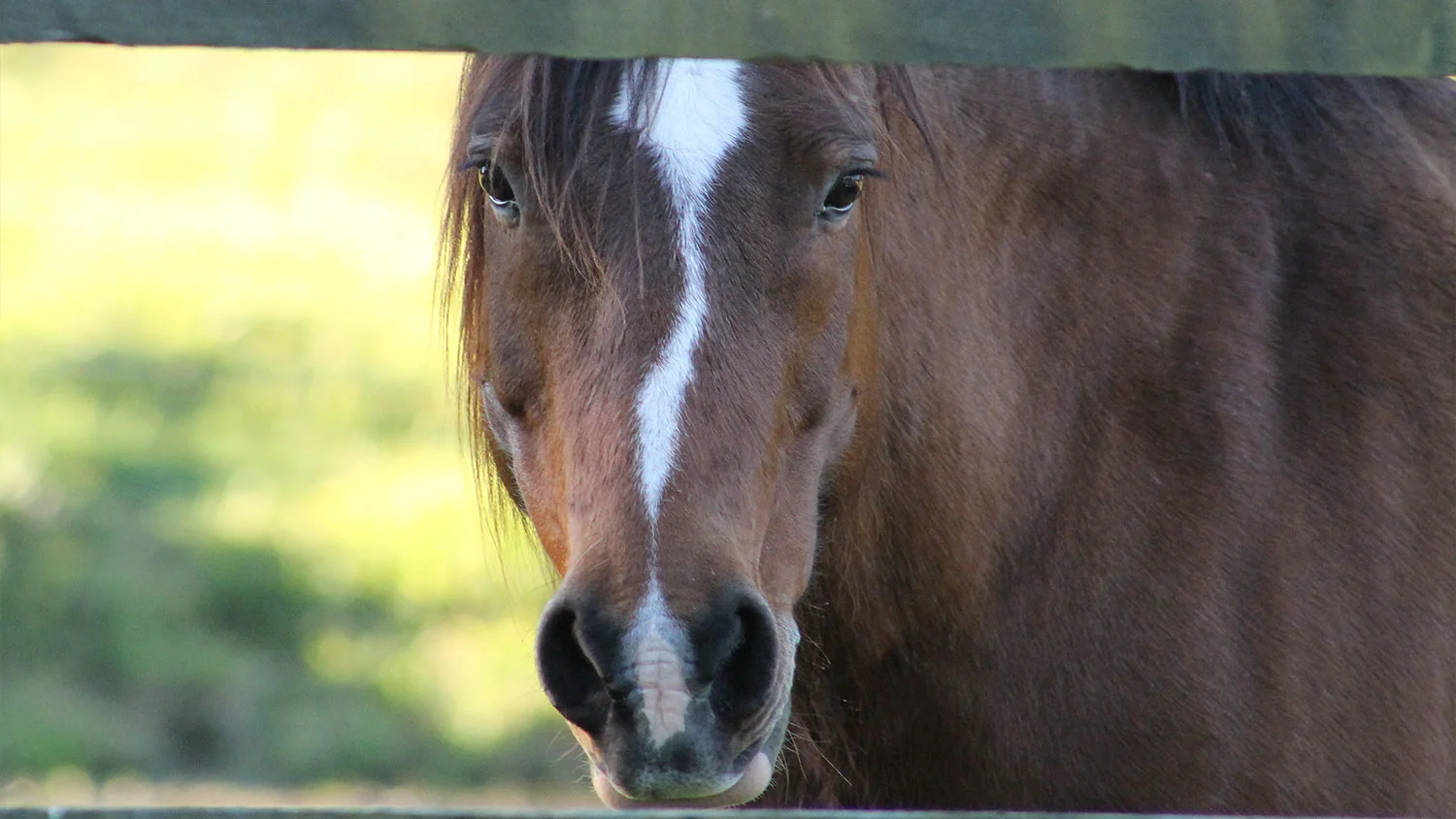 Saying Yes, Meaning No