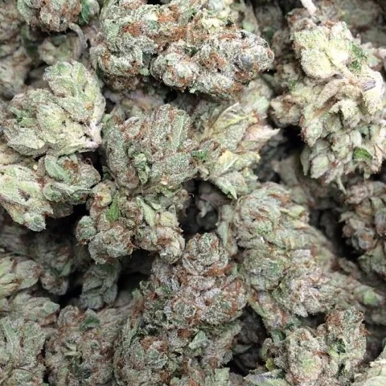YODA OG.jpg